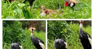 UWA Celebrates Birth of Rare Grey Crowned Crane Triplets at Entebbe Zoo