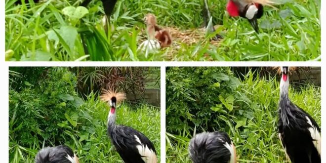 UWA Celebrates Birth of Rare Grey Crowned Crane Triplets at Entebbe Zoo