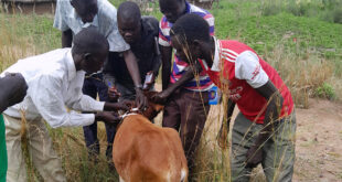 Government Launches Mandatory Livestock Vaccination Campaign Against Foot-and-Mouth Disease | Voice of Bugerere