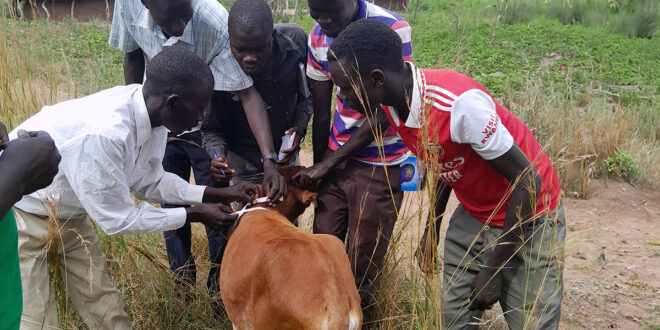 Government Launches Mandatory Livestock Vaccination Campaign Against Foot-and-Mouth Disease | Voice of Bugerere
