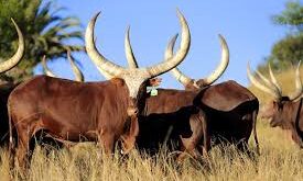 KAMWENGE CLOSES ALL LIVESTOCK MARKETS OVER FOOT AND MOUTH DISEASE - MK Newslink