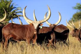 KAMWENGE CLOSES ALL LIVESTOCK MARKETS OVER FOOT AND MOUTH DISEASE - MK Newslink