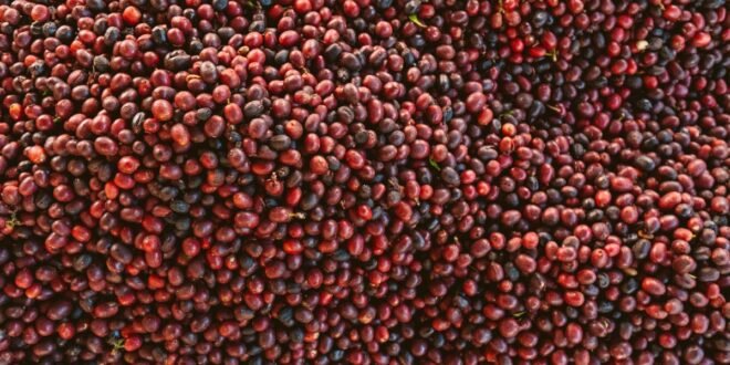 Pile Of Fresh, Ripe Coffee Beans In A Close-Up Shot, Showcasing Their Rich Colors And Natural Texture.