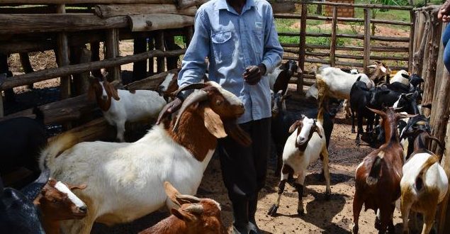 local-council-vice-chairperson-fined-nine-goats-for-adultery-in-kasese-district-–-the-hoima-post-–-news