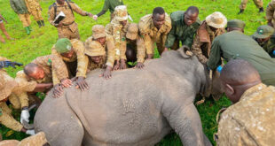White Rhinos bring new life to West Nile tourism