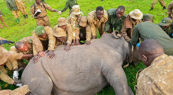 White Rhinos bring new life to West Nile tourism