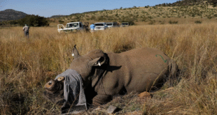Aucamp pledges to continue supporting fight against rhino poaching