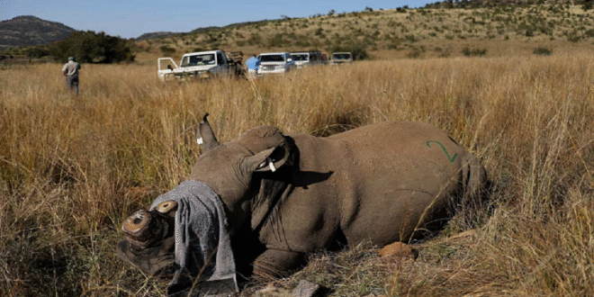Aucamp pledges to continue supporting fight against rhino poaching