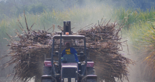 Date disagreement stalls Tongaat Hulett liquidation case