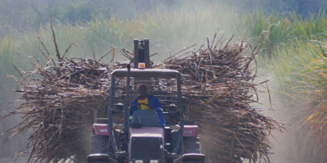 Date disagreement stalls Tongaat Hulett liquidation case