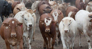 EC commits R55 million towards foot amp mouth fight