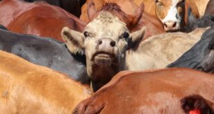 Foot and Mouth Disease (FMD) vaccination drive in Fisantekraal, Cape Town.