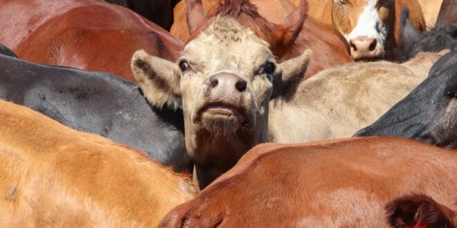 Foot and Mouth Disease (FMD) vaccination drive in Fisantekraal, Cape Town.