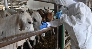 A worker wears protective gear while working with cattle amid a foot and mouth disease outbreak.
