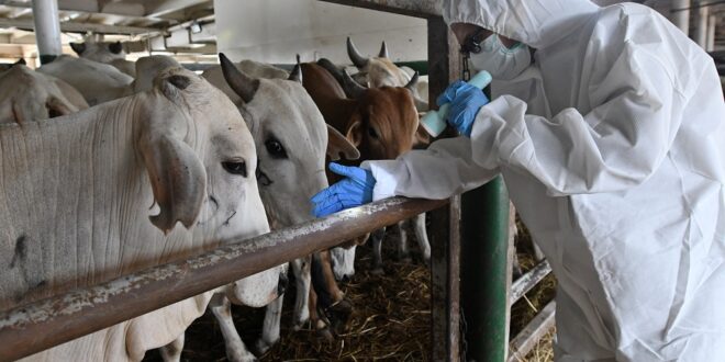 A worker wears protective gear while working with cattle amid a foot and mouth disease outbreak.