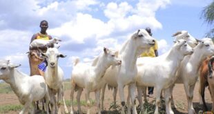 How a Shs39 billion program failed Karamojas most vulnerable