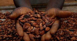 A farmer holds cocoa beans while he is drying them at a village in Sinfra, Ivory Coast on April 29, 2023.