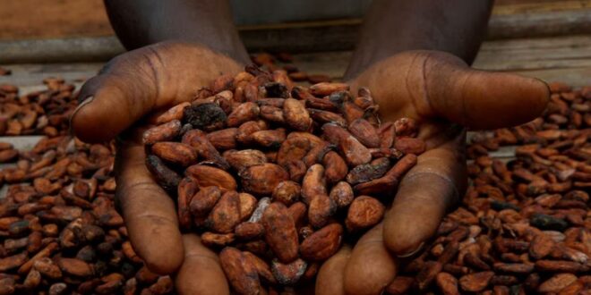 A farmer holds cocoa beans while he is drying them at a village in Sinfra, Ivory Coast on April 29, 2023.