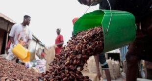 Workers pour cocoa beans as they prepare to gather unsold stocks of cocoa at the warehouse of Sekou Dagnogo, an independent cocoa buyer in Fengolo, Ivory Coast on February 11, 2026.