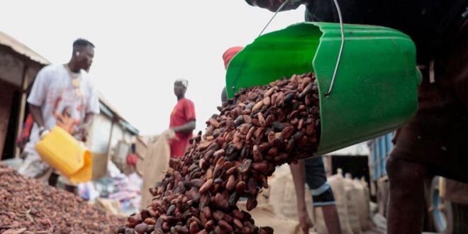 Workers pour cocoa beans as they prepare to gather unsold stocks of cocoa at the warehouse of Sekou Dagnogo, an independent cocoa buyer in Fengolo, Ivory Coast on February 11, 2026.