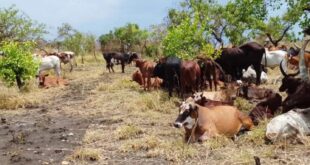 Joint Police–UPDF Operation Recovers 84 Stolen Cattle in Amuru