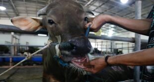 KZN launches mass foot and mouth vaccination force on south cruise