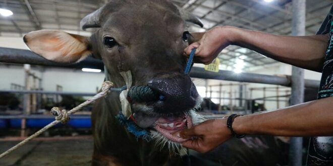 KZN launches mass foot and mouth vaccination drive on south coast