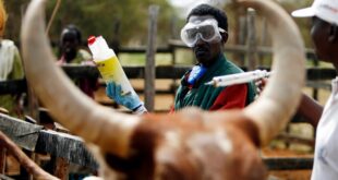 KZN to begin foot and mouth vaccinations from Thursday