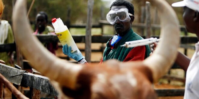 KZN to begin foot and mouth vaccinations from Thursday