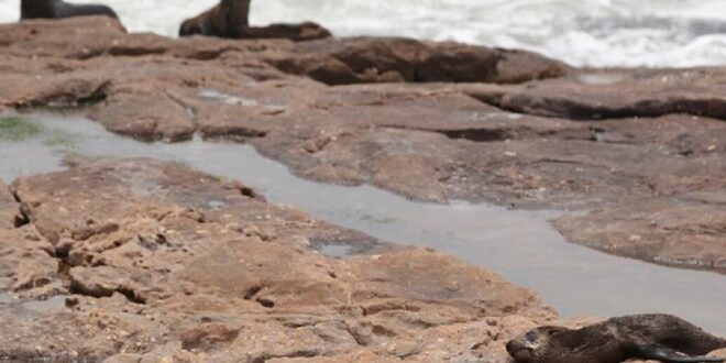 NSRI warns public to be cautious around Cape fur seals