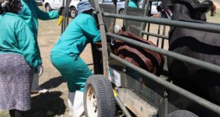 Foot and Mouth Disease (FMD) vaccination drive in Fisantekraal, Cape Town on February 15, 2025.