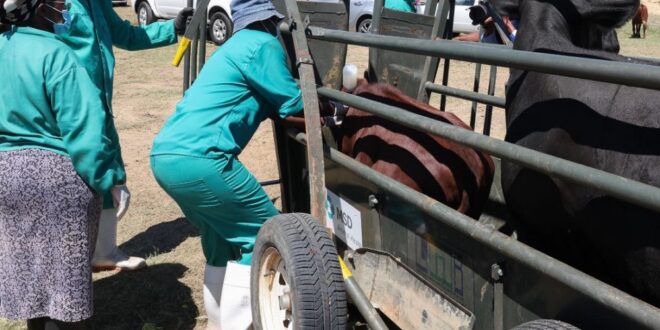 Foot and Mouth Disease (FMD) vaccination drive in Fisantekraal, Cape Town on February 15, 2025.