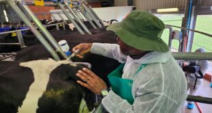 Steenhuisen says they aim to vaccinate 80 of cattle by