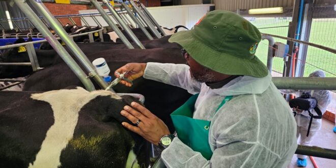 Steenhuisen says they aim to vaccinate 80 of cattle by