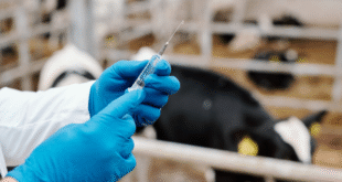UKZN Expert Farmers Must Follow Strict FMD Vaccine Safety Protocols