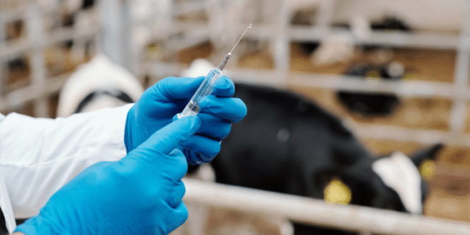 UKZN Expert Farmers Must Follow Strict FMD Vaccine Safety Protocols
