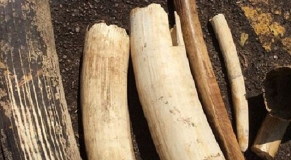 Uganda Wildlife Authority seizes 154 kg of ivory