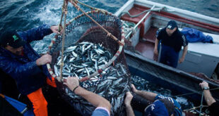 Chinese fishing vessels intercepted for unauthorised entry into SA