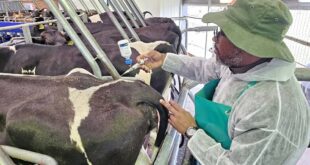 An official vaccinates cattle during a foot and mouth disease mass vaccination rollout campaign at Colbourne Dairy Farm in Mooi River, KwaZulu-Natal, on 27 February 2026.