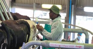KZN agriculture dept says over 54 000 cattle vaccinated against