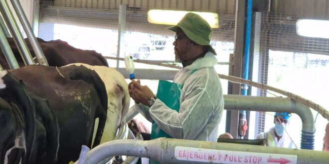 KZN agriculture dept says over 54 000 cattle vaccinated against