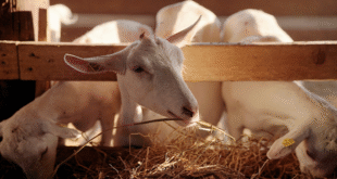 LP farmers battle foot rot in goats amid heavy rains