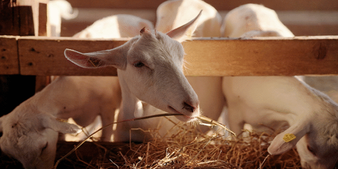 LP farmers battle foot rot in goats amid heavy rains