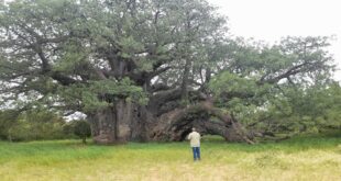 Limpopo villages raise concerns over neglect of iconic baobab tree