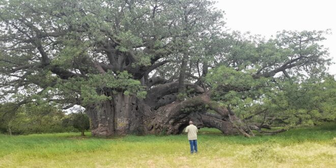 Limpopo villages raise concerns over neglect of iconic baobab tree