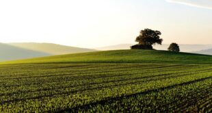 Mamashiane CPA accuses former chair of withholding land title deeds