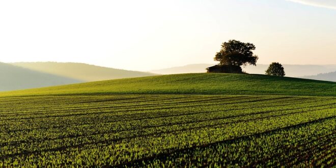 Mamashiane CPA accuses former chair of withholding land title deeds