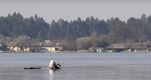 NWU Researcher warns Vaal River pollution threatens aquatic life