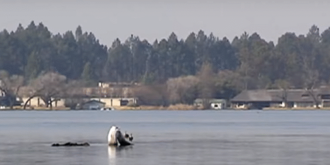 NWU Researcher warns Vaal River pollution threatens aquatic life