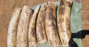 Police seize 106 kg of elephant ivory in Bukedea